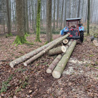 Eicher 3351 beim Holzrücken.