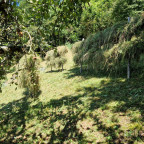 Heutrocknung mit Schwedenreuter